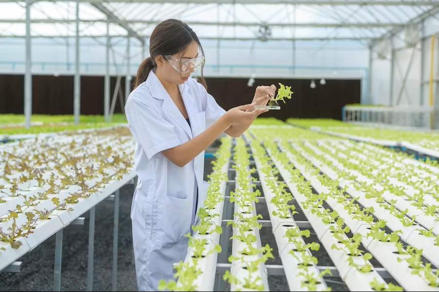 Nghiên cứu cây giống trong nhà kính